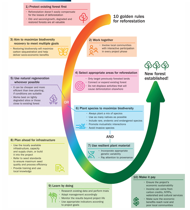 ¿Es Adecuado Reforestar?